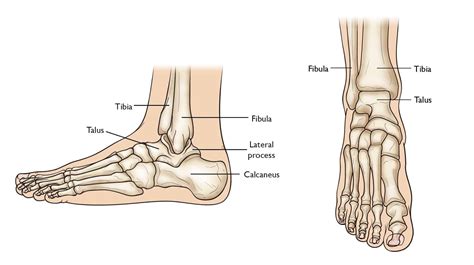 basics  anatomy ankle joint moushus pilates