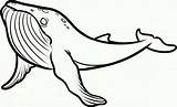 Killer Mewarnai Sketsa Humpback Hewan Putih Laut Paus Whales Desenhar Baleia Kumpulan Coloringbay sketch template