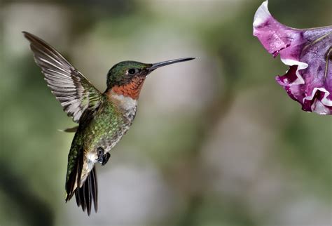 types  hummingbirds hummingbirds
