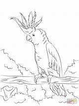 Cockatoo Coloring Pages Crested Printable Yellow Colouring Cockatoos Supercoloring Super Para Drawing Bird Pintar Color Drawings Adult Kids Version Animal sketch template