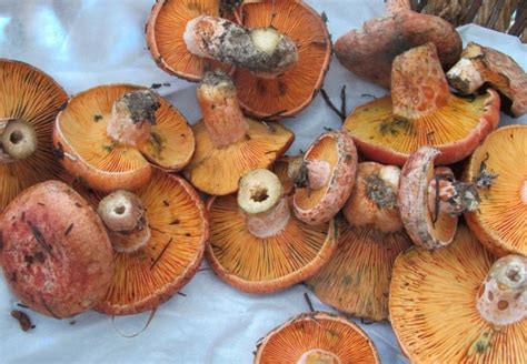 Edible Mushrooms Australia Photos