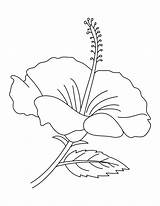 Hibiscus Coloring Pages Flower Print Printable Kids sketch template