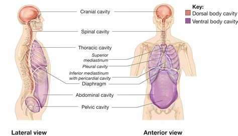 dorsal body cavity organs anatomy medicinebtgcom