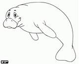 Coloring Manatee Dugong Mammal Herbivorous Oncoloring Designlooter sketch template