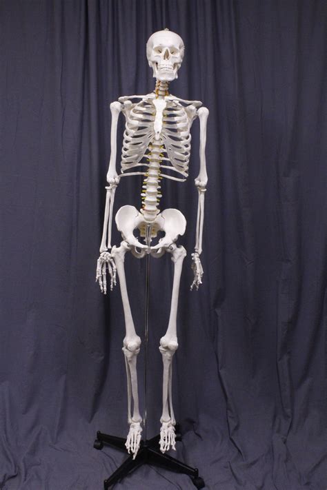life size human skeleton  stand dapper cadaver props