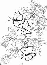 Butterfly Butterflies Mariposas Plantillas Borboletas Supercoloring Borboleta Kolorowanki Bordar Motyle Colouring Riscos Colorear Plantillasdedibujos Kolorowanka Farfalle Mano Tres Mamydzieci Gałązce sketch template