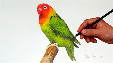 drawing  love bird  simple colored pencils youtube