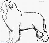 Coloring Newfoundland Dog Getdrawings Dogs Pages sketch template
