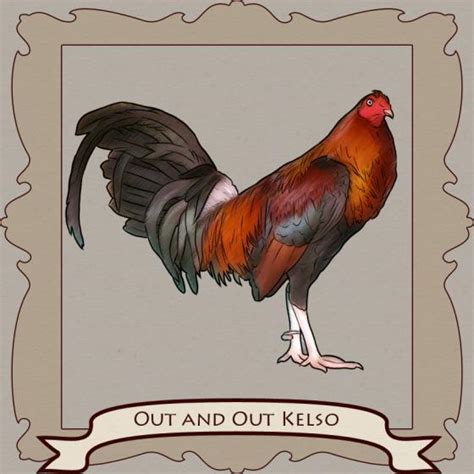 Kelso The Smartest Fighting Rooster And The Magic Of