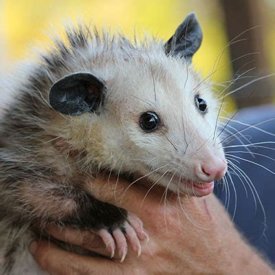 centurian services animal control possums
