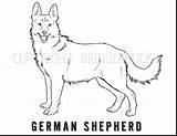 German Coloring Shepherd Pages Puppy Bubakids Thousands Photographs Through Animal sketch template