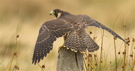 peregrine falcon wallpapers high quality resolution animals