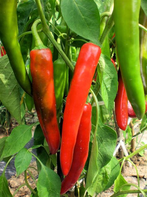 seeds anaheim chile pepper seeds heirloom medium heat perfect container growing stuffing