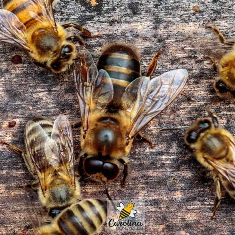 kinds  honey bees   hive carolina honeybees