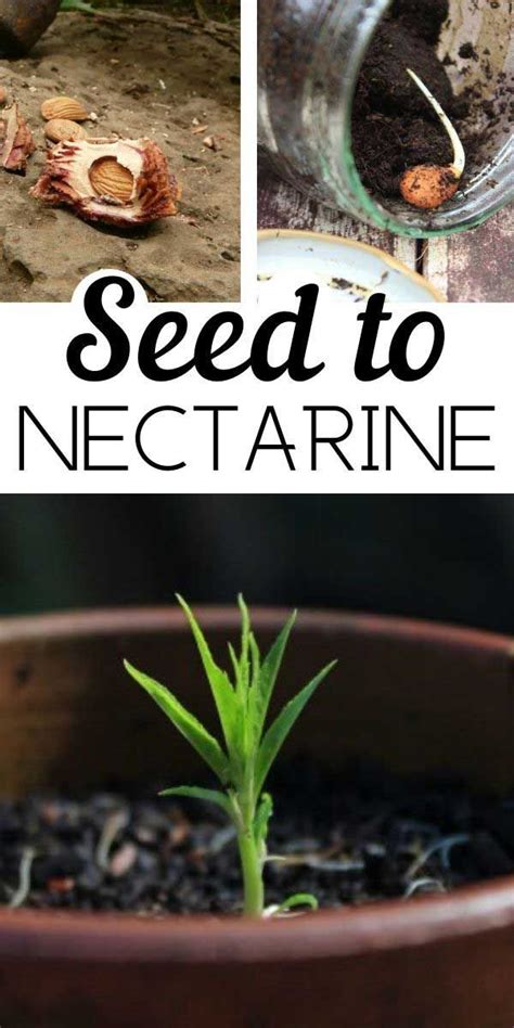 grow nectarine trees  seeds backyard vegetable gardens edging