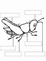 Insects источник sketch template