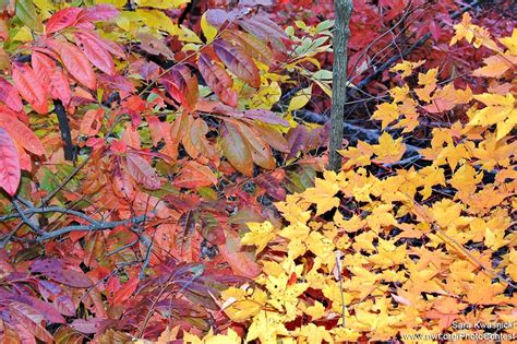 leaves fall  trees  autumn  national wildlife federation