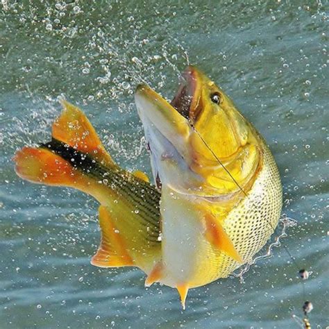 peixe dourado  peixe  mistura beleza  emocao