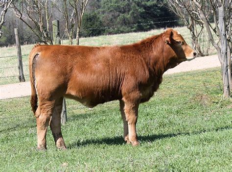 lot 23 lmc ssc melinda 5d 302 simbrah show heifer prospect cattle in motion cattle auctions