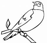 Burung Gambar Mewarnai Ptaki Kolorowanki Druku Ptica Kolorowanka Ptice Lucu Belajar Bojanke Ptak Kolorowania Paud Branch Robin2 Nazad Bisa sketch template