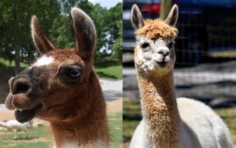 whats  difference   llama   alpaca peru