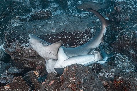 we re gonna need a bigger bed sharks are seen having sex in rare