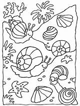 Schelpen Onderwater Slakken Kleurplaten Slak Kleurplaat sketch template