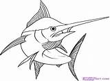 Tuna Fish Drawing Paintingvalley sketch template