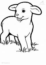Coloring Lamb Lambs Pages Animals Para Coloringpage Viewed Dibujos Kb Size Animales Imprimir Ovejas Animaux Sheep Plantillas sketch template