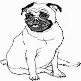 Pug Coloring Pages Printable Line Drawing Color Baby Puppy Sheets Print Getcolorings Christmas Getdrawings sketch template