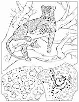 Leopard Coloring Pages Print sketch template