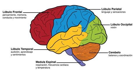 lobulos cerebrales lobulos cerebrales anatomia del cerebro humano