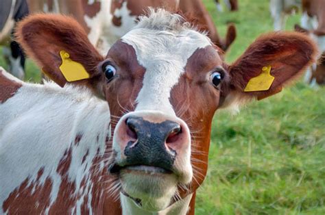 Indian Man Arrested For ‘having Sex With Cow’ Daily Star