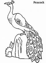 Peacock Coloring Pages Kids Printable Peacocks Colouring Cute Drawing Birds Beautiful Bird Clipart Animals Name Bestcoloringpagesforkids Coloringpagesfortoddlers Popular Getdrawings Drawings sketch template