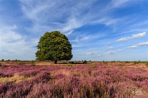 tips voor heide landschapsfotografie dutch photo academy