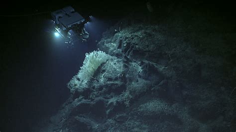 discovering deep sea corals   phoenix islands schmidt ocean