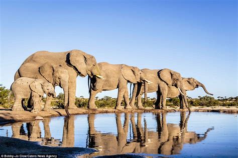 Nature Lover Spends A Decade Capturing Photographs Of African Elephants