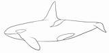 Whale Drawings Marlin Coloringhome sketch template