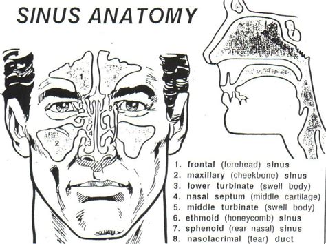 sinus anatomy ent