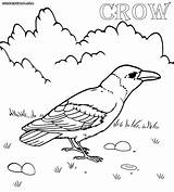 Crow Drawing Coloring Pages Getdrawings Line sketch template