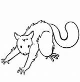 Possum Coloring Pages Opossum Color Colouring Animals Pets Animal Sheets Thecolor Sheet Print Back Animalstown Popular sketch template