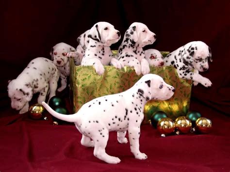 christmas dalmatiansall    christmas dalmatian dogs dalmatian puppy cute dogs