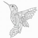 Colibri Coloriage Malvorlagen Adulte Mandalas Pajaros Kolibri Hummingbird Animales Colibrí Ausdrucken Aves Dschungel Mosaik Coloration Imprimer Animal Colibris Vogel Oiseaux sketch template
