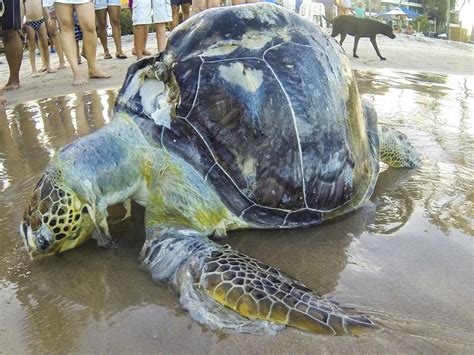 sea animals affected  plastic pollution