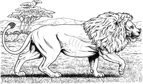 tiger  lion coloring pages     quality lion