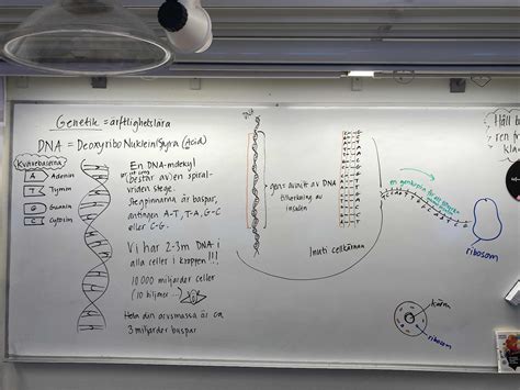 Biologiblogg åk 9 Prov åter Nu Genetik