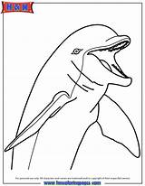 Dolphin Bottlenose Designlooter sketch template