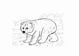 Cave Bear Coloring Template Pages Teddy Sheet Cartoon Sheets sketch template