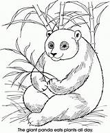 Panda Pandas Popular sketch template