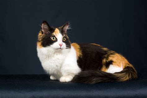8 questions about calico cats — answered catster